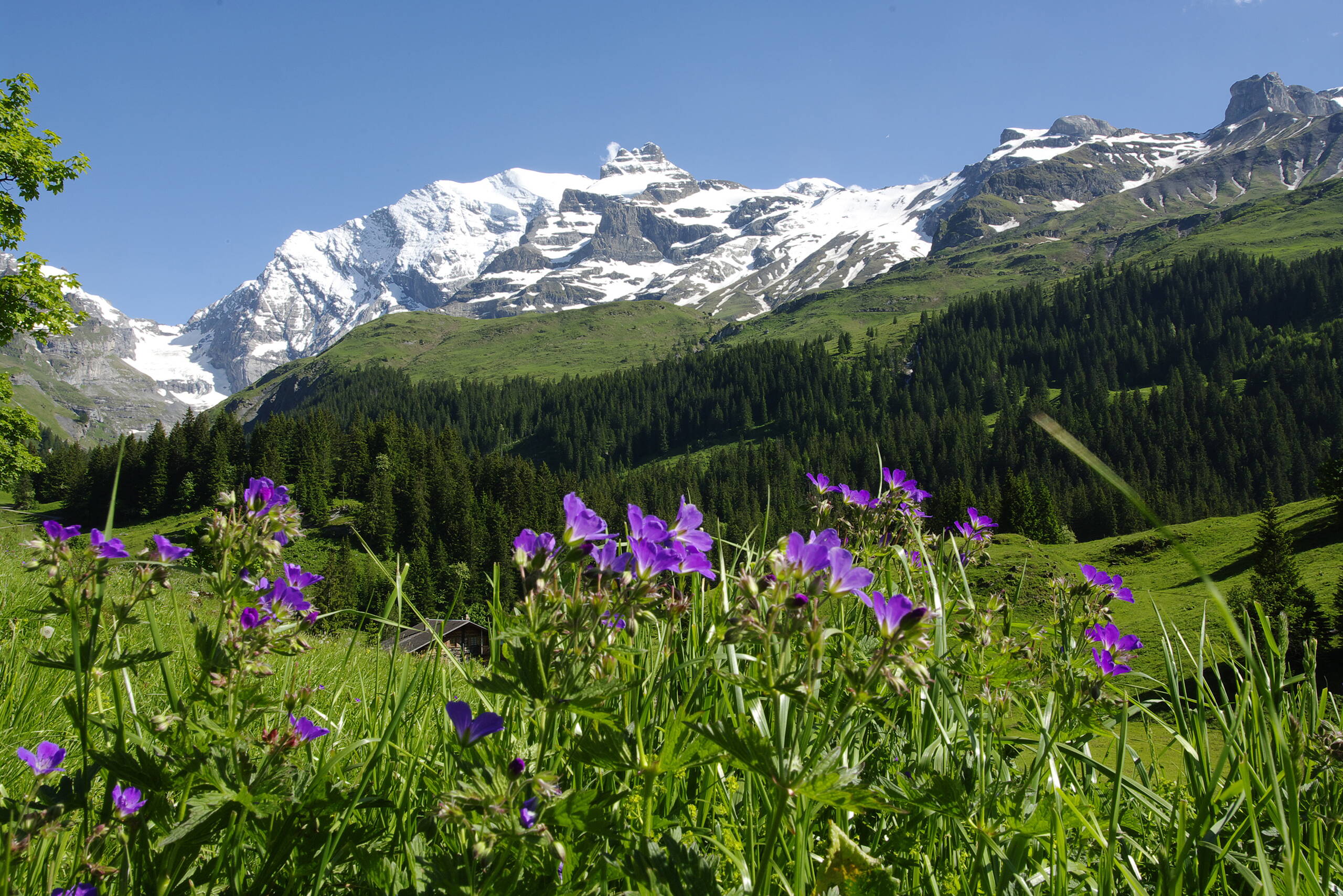 Camping Grassi Frutigen Camping Grassi Frutigen